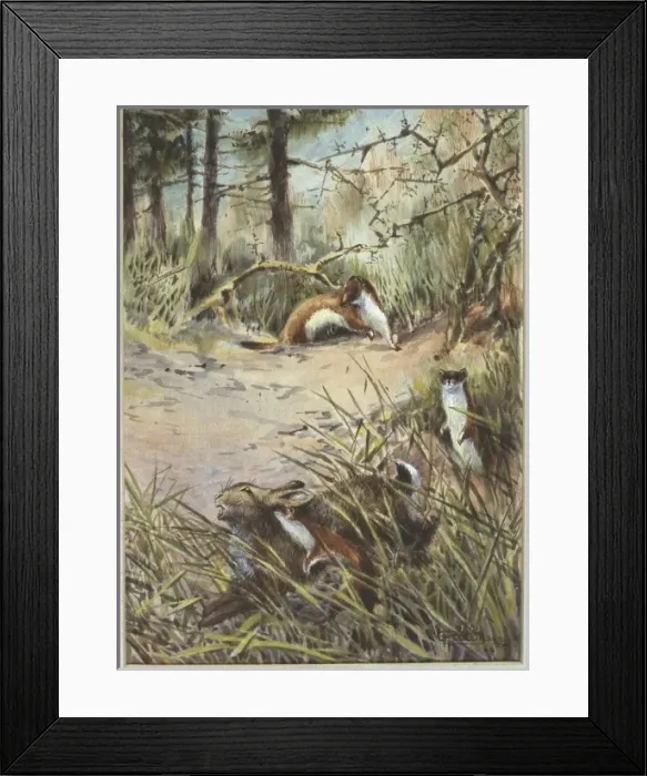 Framed Print : Mustela erminea, ermine and Oryctolagus cuniculus, European Framed Print : Mustela erminea, ermine and Oryctolagus cuniculus, European