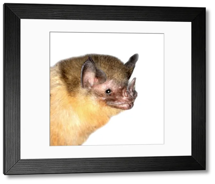 Framed Print : Micronycteris brachyotis, orange-throated bat Framed Print : Micronycteris brachyotis, orange-throated bat