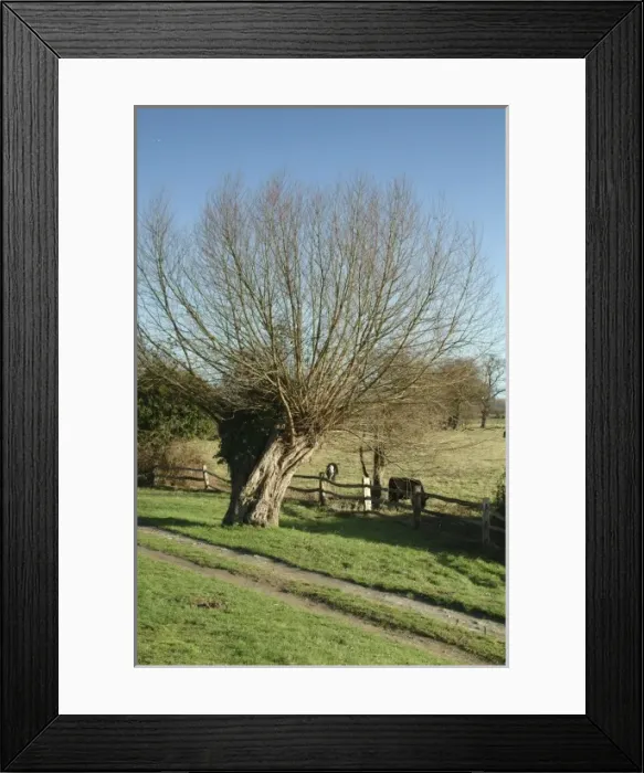 Framed Print : Salix sp. willow Framed Print : Salix sp. willow