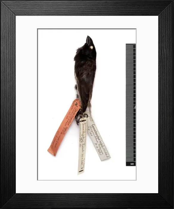 Framed Print : Camarhynchus psittacula habeli, large tree finch Framed Print : Camarhynchus psittacula habeli, large tree finch