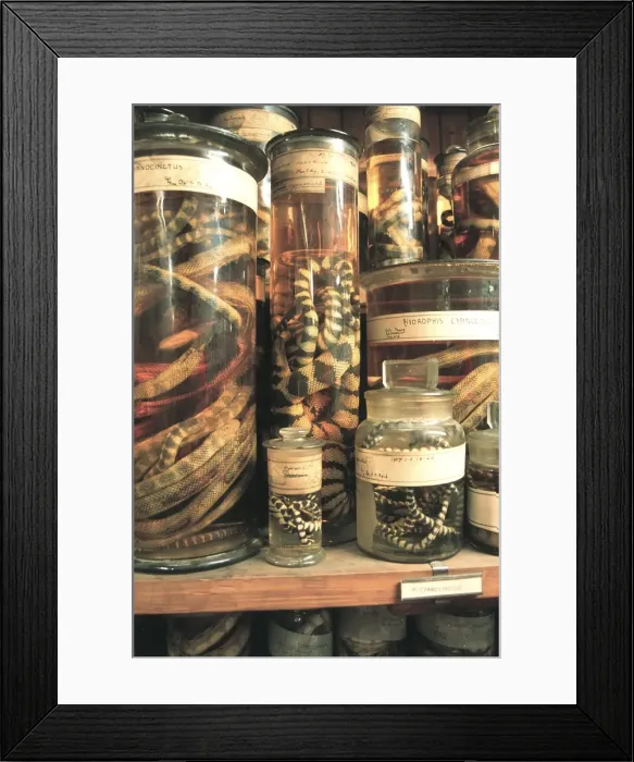 Framed Print : Zoological specimens in the Spirit Building Framed Print : Zoological specimens in the Spirit Building