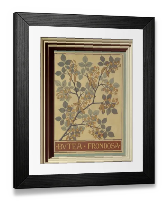 Framed Print : Butea frondosa, flame of the forest Framed Print : Butea frondosa, flame of the forest