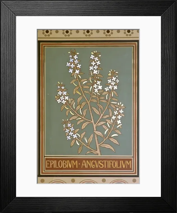 Framed Print : Epilobium angustifolium, fireweed Framed Print : Epilobium angustifolium, fireweed
