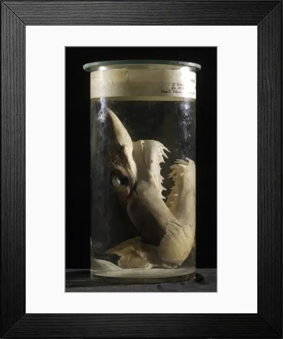 Framed Print : Isurus oxyrinchus, shortfin mako shark Framed Print : Isurus oxyrinchus, shortfin mako shark