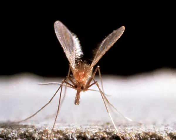 Sandfly. Sandflies belong to the family Phlebotominae