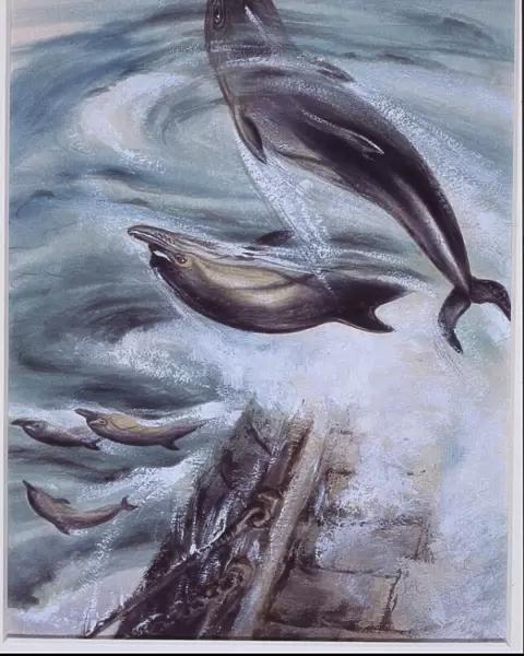 Delphinus delphis, short-beaked common dolphin