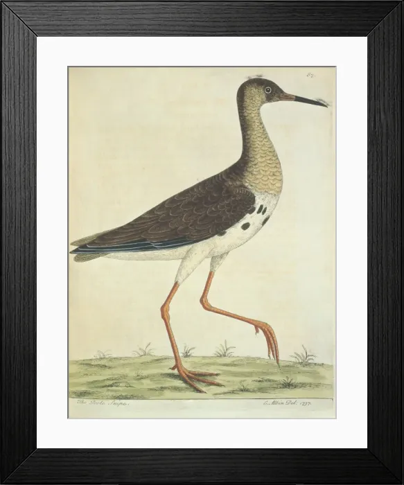 Framed Print : Philomachus pugnax, ruff Framed Print : Philomachus pugnax, ruff