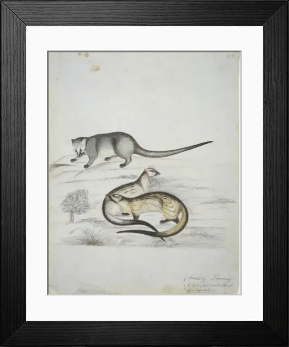 Framed Print : Carnivora (order), carnivore Framed Print : Carnivora (order), carnivore