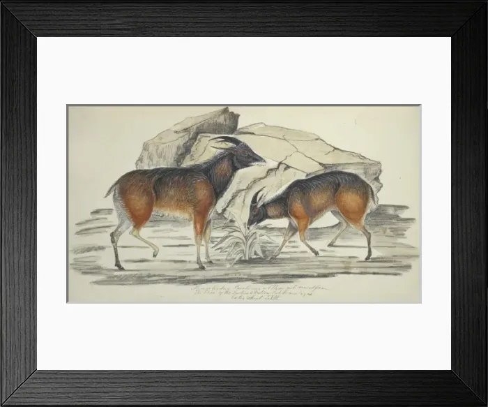 Framed Print : Hemitragus jemlahicus, tahr Framed Print : Hemitragus jemlahicus, tahr