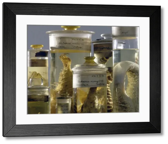 Framed Print : Marine specimens Framed Print : Marine specimens