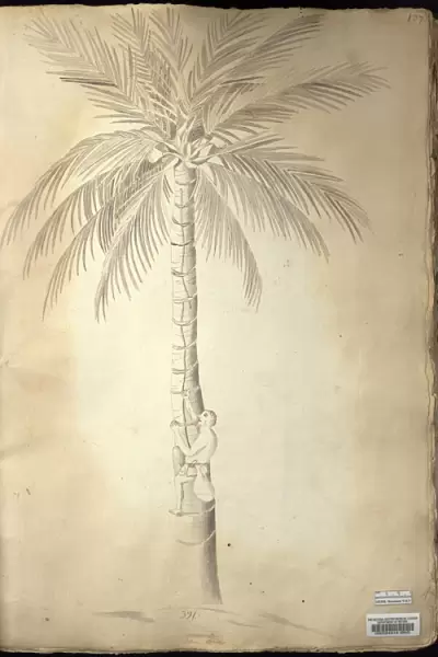 Cocos nucifera L. coconut tree