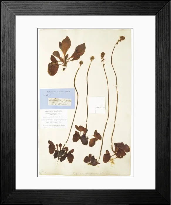 Framed Print : Cephalotus follicularis Labill, pitcher plant Framed Print : Cephalotus follicularis Labill, pitcher plant