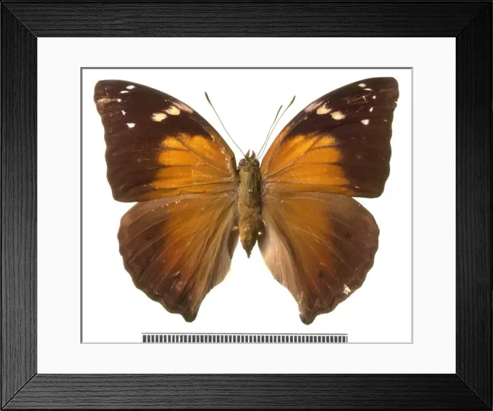 Framed Print : Doleschallia hexophthalmos, Autumn leaf butterfly Framed Print : Doleschallia hexophthalmos, Autumn leaf butterfly