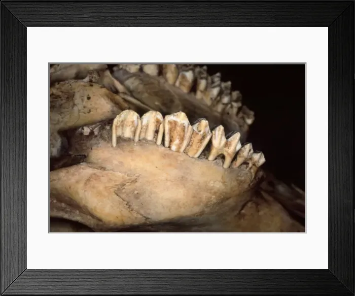 Framed Print : Bos taurus, cattle Framed Print : Bos taurus, cattle
