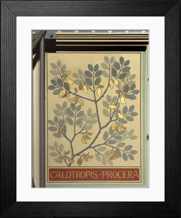 Framed Print : Calotropis procera, rubber bush Framed Print : Calotropis procera, rubber bush