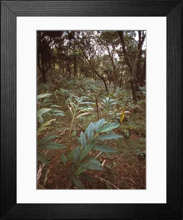 Framed Print : Montane rainforest, Sri Lanka Framed Print : Montane rainforest, Sri Lanka