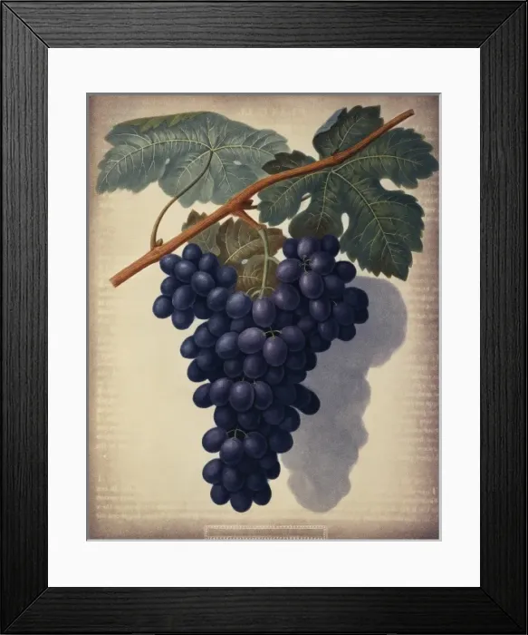 Framed Print : Vitis sp. black grape Framed Print : Vitis sp. black grape