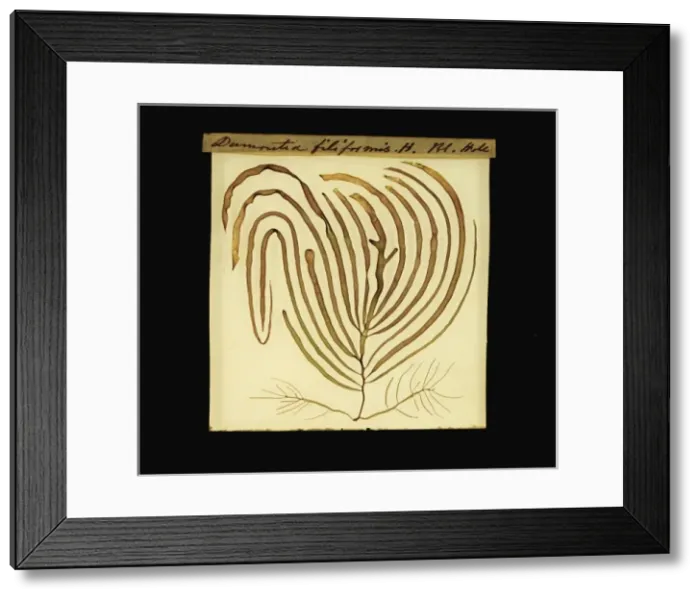 Framed Print : Dumontia contorta, seaweed Framed Print : Dumontia contorta, seaweed