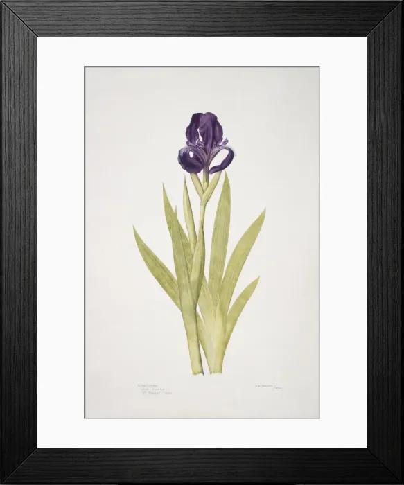 Framed Print : Iris subbiflora, bearded iris Framed Print : Iris subbiflora, bearded iris