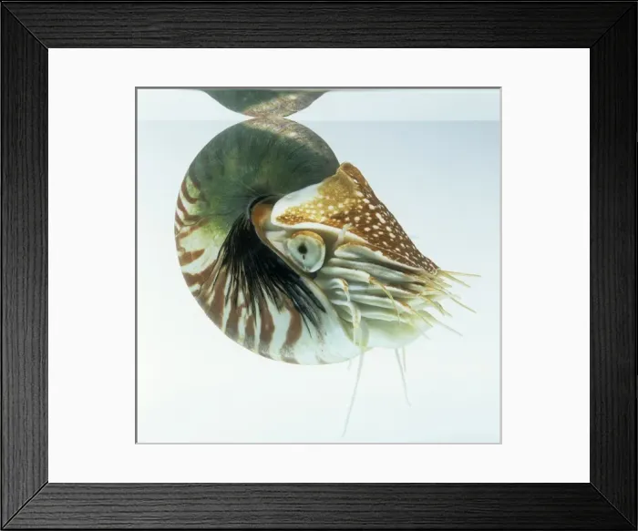 Framed Print : Nautilus pompilius, nautilus Framed Print : Nautilus pompilius, nautilus