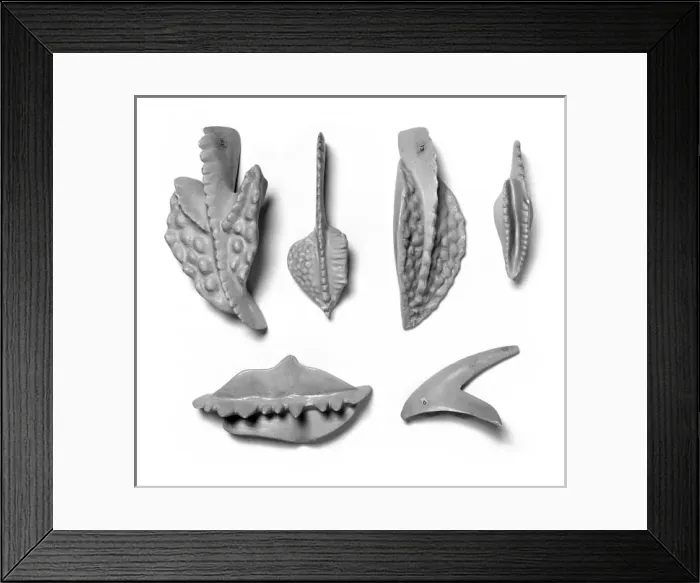 Framed Print : Plaster models of conodonts Framed Print : Plaster models of conodonts