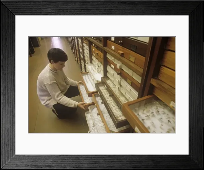 Framed Print : Volunteer working at the Natural History Museum, London Framed Print : Volunteer working at the Natural History Museum, London