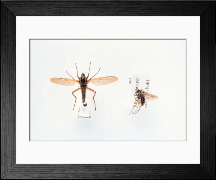Framed Print : Empis sp. dance fly Framed Print : Empis sp. dance fly