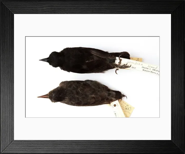 Framed Print : Geospiza scandens, common cactus finch Framed Print : Geospiza scandens, common cactus finch