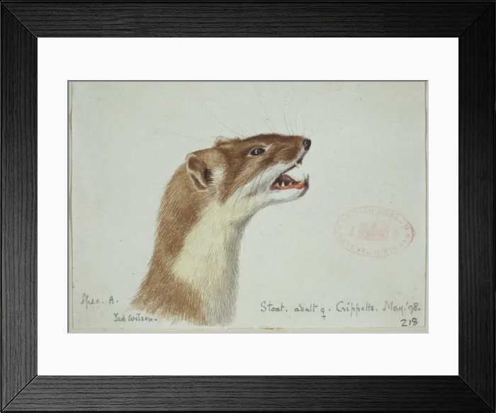 Framed Print : Mustela erminea, ermine Framed Print : Mustela erminea, ermine