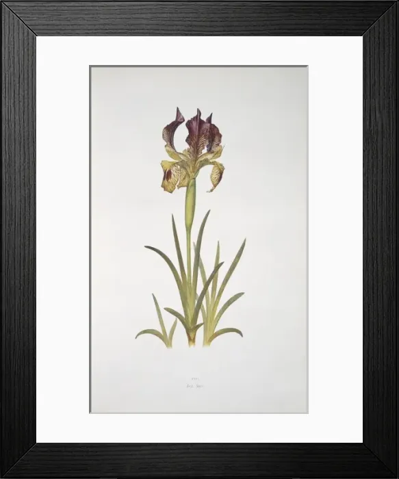 Framed Print : Iris sari, iris Framed Print : Iris sari, iris