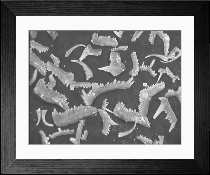 Framed Print : Conodonts, tooth like fossils Framed Print : Conodonts, tooth like fossils