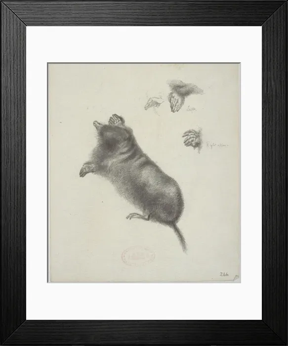 Framed Print : Talpa europaea, European mole Framed Print : Talpa europaea, European mole