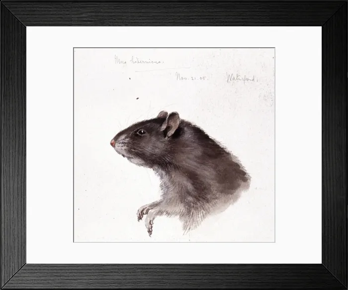Framed Print : Rattus rattus, black rat