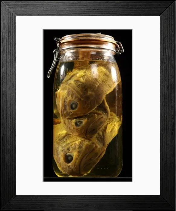 Framed Print : Hoplostethus atlanticus, orange roughy Framed Print : Hoplostethus atlanticus, orange roughy