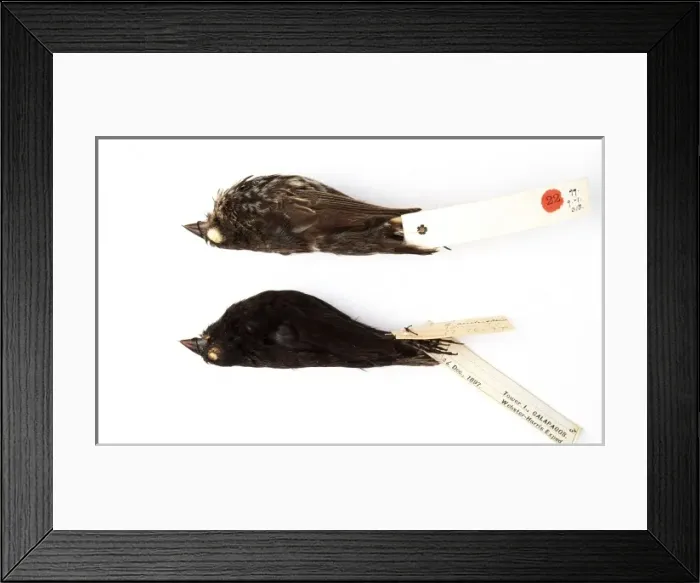 Framed Print : Geospiza difficilis, sharp-beaked ground finch Framed Print : Geospiza difficilis, sharp-beaked ground finch
