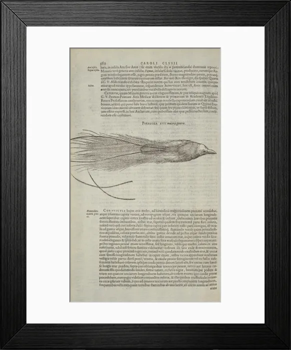 Framed Print : Paradisaea apoda, greater bird-of-paradise Framed Print : Paradisaea apoda, greater bird-of-paradise