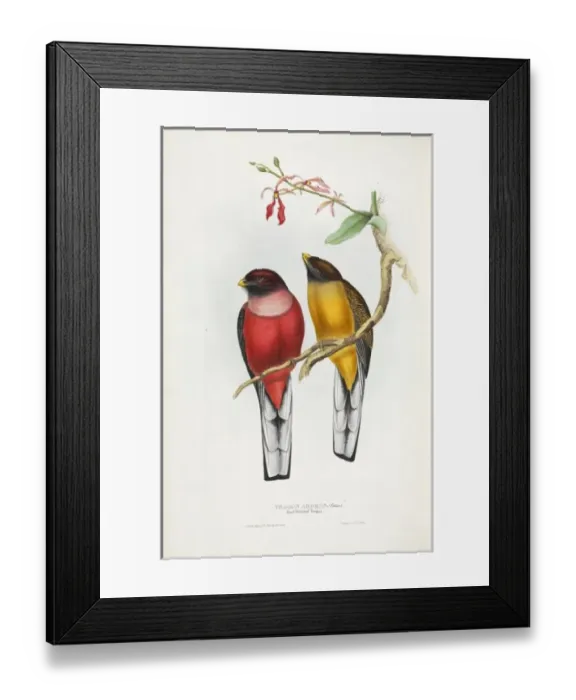 Framed Print : Trogon ardens, Philippine trogon Framed Print : Trogon ardens, Philippine trogon