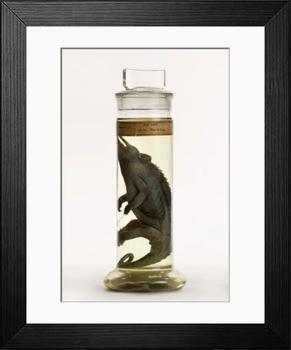 Framed Print : Chamaeleo jacksonii, Jacksons chameleon Framed Print : Chamaeleo jacksonii, Jacksons chameleon
