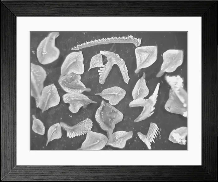 Framed Print : Conodont fossils Framed Print : Conodont fossils