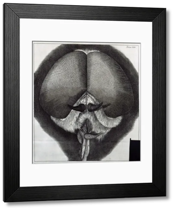 Framed Print : Insect Head. Sch XXIV Framed Print : Insect Head. Sch XXIV