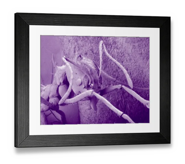 Framed Print : Atta cethalotes, leaf-cutter ant Framed Print : Atta cethalotes, leaf-cutter ant