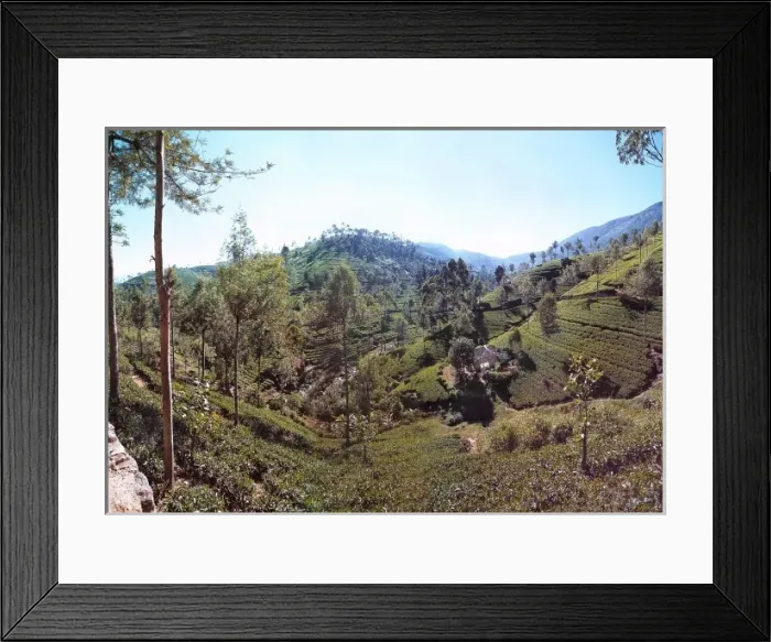 Framed Print : Tea fields, Sri Lanka Framed Print : Tea fields, Sri Lanka