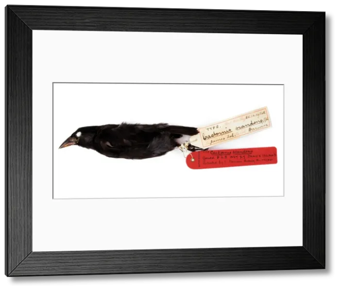 Framed Print : Geospiza scandens, common actus finch Framed Print : Geospiza scandens, common actus finch