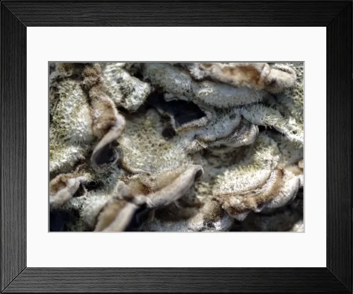 Framed Print : Fungi in the Wildlife Garden Framed Print : Fungi in the Wildlife Garden
