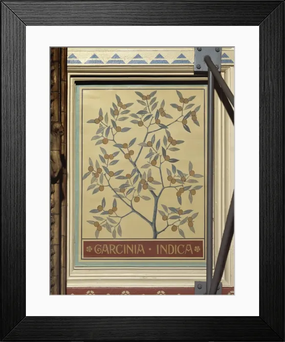 Framed Print : Garcinia indica, kokam tree Framed Print : Garcinia indica, kokam tree
