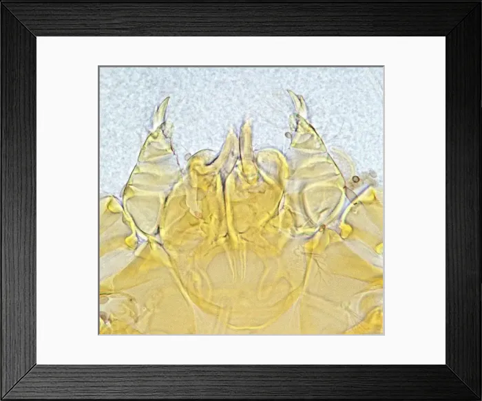 Framed Print : Neotrombicula autumnalis, harvest mite Framed Print : Neotrombicula autumnalis, harvest mite