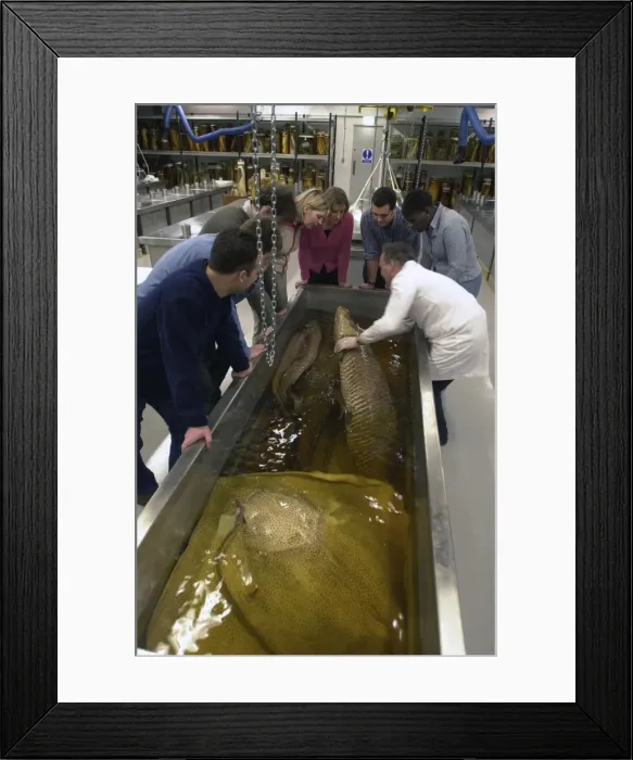 Framed Print : Visitors in the Tank Room in the Darwin Centre Framed Print : Visitors in the Tank Room in the Darwin Centre