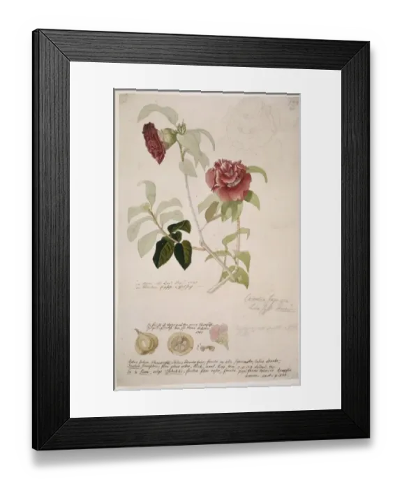 Framed Print : Camellia japonica, camellia Framed Print : Camellia japonica, camellia