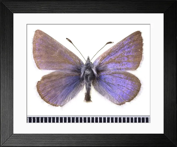 Framed Print : Plaucopsyche lygdamus, xerces blue