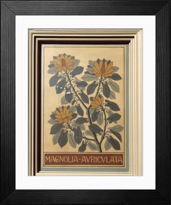 Framed Print : Magnolia auriculata, big-leaf magnolia Framed Print : Magnolia auriculata, big-leaf magnolia